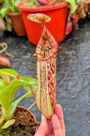 1074: N. (peltata x platychila) x veitchii (m) - EP - SG - (37 cm)