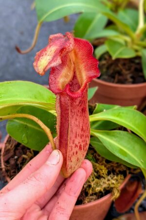 1082: N. [maxima – dark x (eymae x veitchii] x {[(lowii x veitchii) x boschiana] x (maxima x mira)} - SG - (21 cm)