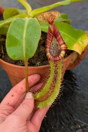 1092: N. ([Rokko ‘Exotica’ x boschiana) x veitchii] x {maxima x [(stenophylla x lowii) x (Rokko x veitchii)]}) x platychila - SG - (34 cm)