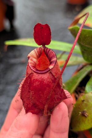 1143: N. mirabilis var. globosa x ampullaria - (3 plants) - (35 cm)
