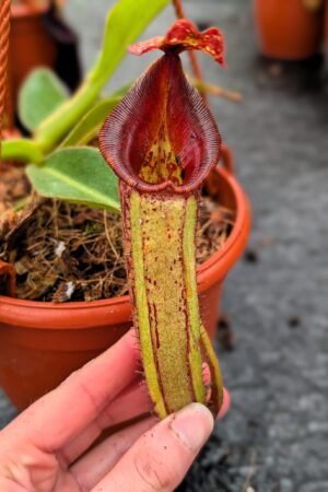 1144: N. [(lowii x veitchii) x boschiana] x [(veitchii x maxima) x veitchii] x [(lowii x veitchii) x boschiana] - (40 cm)