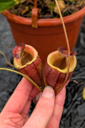 1150: N. flava x tenuis - SG - (28 cm)