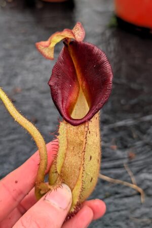 1152: N. [(lowii x veitchii) x boschiana] x [(veitchii x maxima) x veitchii] x [(lowii x veitchii) x boschiana] - (33 cm)