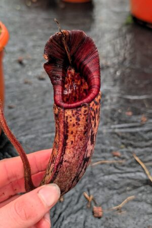 1156: N. (((Rokko ‘Exotica’ x boschiana) x {[Rokko x (zakriana x spectabilis)] x xtrusmadiensis}) x {[(lowii x veitchii) x boschiana] x (maxima x mira)}) x mollis - EP - (33 cm)