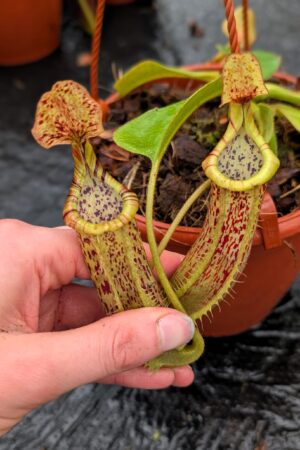 1157: N. [(lowii x veitchii) x Tiveyi] x platychila – (23 cm)