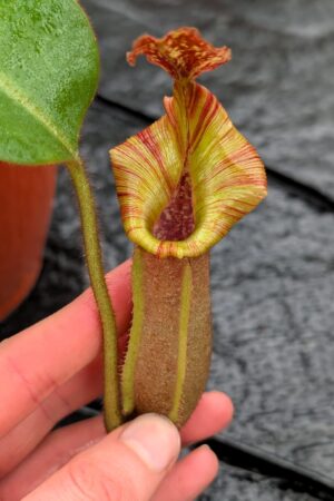 1160: N. [(lowii x veitchii) x boschiana] x [(veitchii x maxima) x veitchii] x [(lowii x veitchii) x boschiana] - (26 cm)