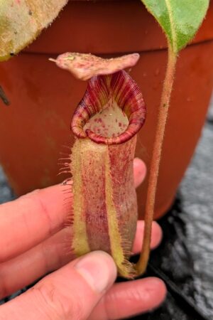 1168: N. [(lowii x veitchii) x boschiana] x [(veitchii x maxima) x veitchii] - EP - 3rd grex - (20 cm)