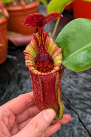 1170: N.[(lowii x veitchii) x boschiana] x [(veitchii x maxima x veitchii] x [spectabilis x (lowii x ventricosa)] - (32 cm)