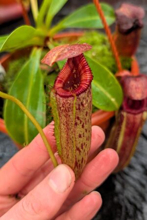 1171: N. [(Rokko ‘Exotica’ x boschiana) x veitchii] (a) x Sabre ‘Dark Cherry’ – 2nd grex EP - (21 cm)