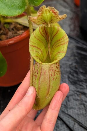 1172: N. [(lowii x veitchii) x boschiana] x [(veitchii x maxima) x veitchii] x (eymae x veitchii) (A) - (39 cm)