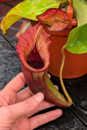 1175: N.[(lowii x veitchii) x boschiana] x [(veitchii x maxima x veitchii] x [spectabilis x (lowii x ventricosa)] - (35 cm)