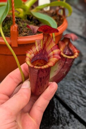 1176: N.[(lowii x veitchii) x boschiana] x [(veitchii x maxima x veitchii] x [spectabilis x (lowii x ventricosa)] - (22 cm)