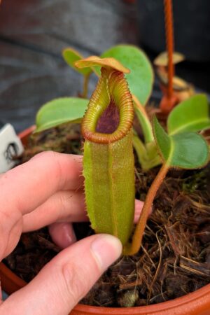 1177: N. (truncata x ephippiata) x macrophylla - SG - (13 cm)