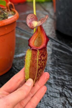 1178: N. maxima x villosa - SG - (39 cm)