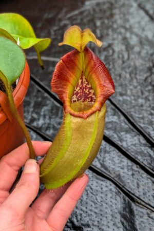 1180: N. veitchii (m) x (lowii x veitchii) x boschiana - (23 cm)