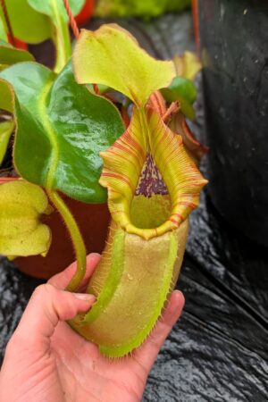 1181: N. veitchii (m) x (lowii x veitchii) x boschiana - (34 cm)