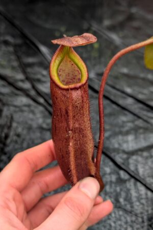 1182: N. (truncata x palawanensis) - EP - (23 cm)