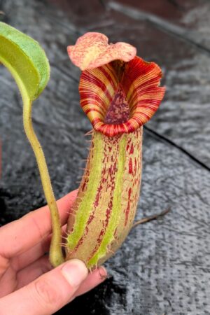 1183: N. ([Rokko ‘Exotica’ x boschiana) x veitchii] x {maxima x [(stenophylla x lowii) x (Rokko x veitchii)]}) x veitchii (m) – red, striped peristome - EP - (26 cm)