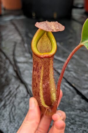 1185: N. (truncata x palawanensis) - EP - (23 cm)