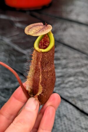 1188: N. (truncata x palawanensis) - EP - (12 cm)