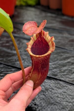 1190: N. (veitchii x boschiana) - very squat x [(lowii x veitchii) x campanulata] - (29 cm)