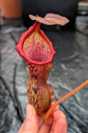 1192: N. (veitchii x boschiana) - very squat x [(lowii x veitchii) x campanulata] - (33 cm)