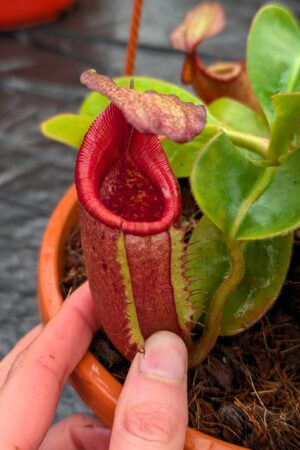 1193: N. (veitchii x boschiana) - very squat x [(lowii x veitchii) x campanulata] - (19 cm)