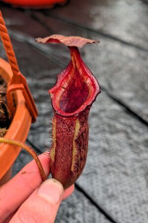 1194: N. (veitchii x boschiana) - very squat x [(lowii x veitchii) x campanulata] - (18 cm)