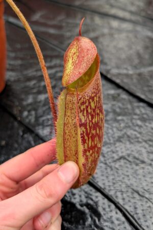 1197: N. maxima x villosa - SG - (42 cm)