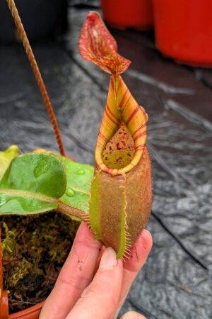 1200: N. veitchii (m) - pink, squat, striped peristome x (kxm) - EP - (16 cm)