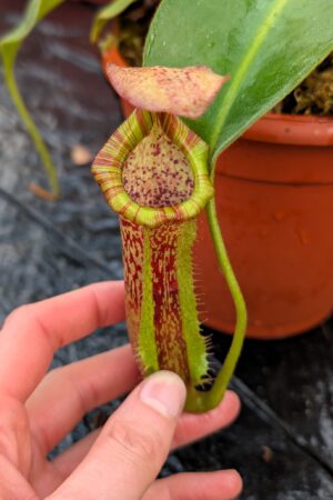 1203: N. [(lowii x veitchii) x Tiveyi] x platychila - New Grex - EP - (34 cm)