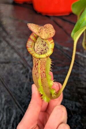 1208: N. [(lowii x veitchii) x Tiveyi] x platychila - New Grex - EP - (30 cm)