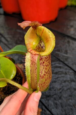 1211: N. ([Rokko ‘Exotica’ x boschiana) x veitchii] x {maxima x [(stenophylla x lowii) x (Rokko x veitchii)]}) x veitchii (m) – red, striped peristome - EP - (31 cm)