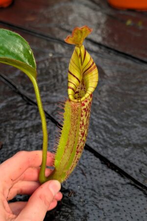 1212: N. [(Rokko ‘Exotica’ x boschiana) x veitchii] (a) x mollis - EP - (32 cm)