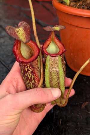 1216: N. maxima x villosa - SG - (37 cm)