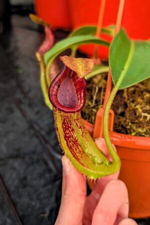 1218: N. xtrusmadiensis x platychila - EP - (24 cm)