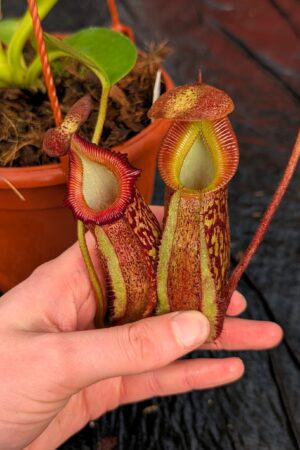 1226: N. maxima x villosa - SG - (34 cm)