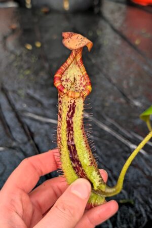 1227: N. [(lowii x veitchii) x Tiveyi] x platychila - New Grex - EP - (27 cm)