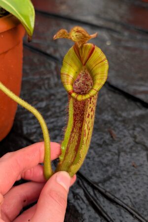 1230: N. [(lowii x veitchii) x boschiana] x [(veitchii x maxima) x veitchii] - (21 cm)