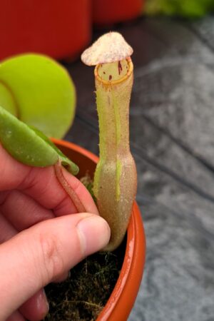 1244: N. clipeata  - SG - (22 cm)