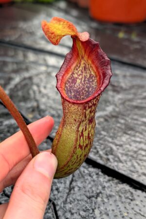 1246: N. (veitchii x boschiana) - very squat x [(lowii x veitchii) x campanulata] - (19 cm)