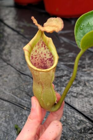 1247: N. (veitchii x boschiana) - very squat x [(lowii x veitchii) x campanulata] - (33 cm)
