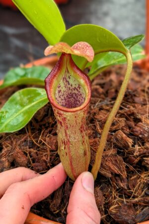 1248: N. (veitchii x boschiana) - very squat x [(lowii x veitchii) x campanulata] - (18 cm)