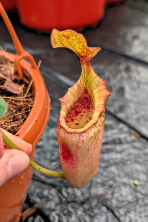 1249: N. (veitchii - Highland x boschiana) - very squat x [(lowii x veitchii) x campanulata] - (23 cm)