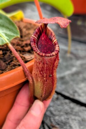 1250: N. [(lowii x veitchii) x boschiana] x [(veitchii x maxima) x veitchii] x [(lowii x veitchii) x boschiana] - (25 cm)