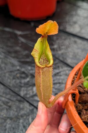 1251: N. mira x [(lowi x veitchii) x campanulata] - SG - (19 cm)