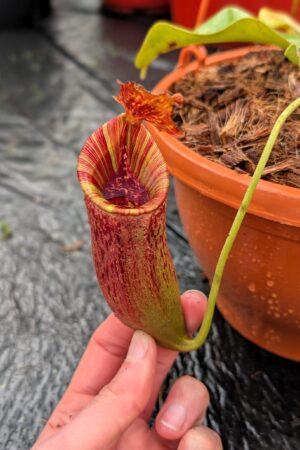 1252: N.[(lowii x veitchii) x boschiana] x [(veitchii x maxima x veitchii] x [spectabilis x (lowii x ventricosa)] - (26 cm)