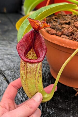 1253: N. [(lowii x veitchii) x boschiana] x [(veitchii x maxima) x veitchii] x [(Rokko ‘Exotica’ x boschiana) x veitchii] x (Rokko 'Exotica' x boschiana) x {[Rokko 'Exotica' x (fusca x spectabilis)] x trusmadiensis} - (45 cm)