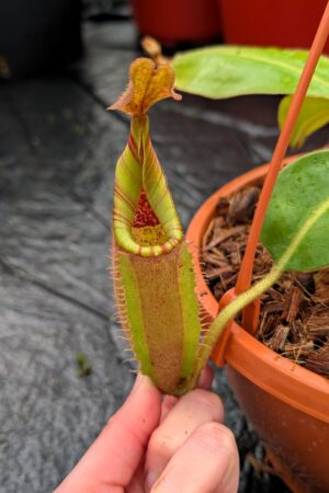 1254: N. mira x [(lowi x veitchii) x campanulata] - SG - (29 cm)