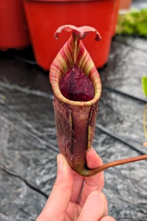 1255: N.[(lowii x veitchii) x boschiana] x [(veitchii x maxima x veitchii] x [spectabilis x (lowii x ventricosa)] - (36 cm)